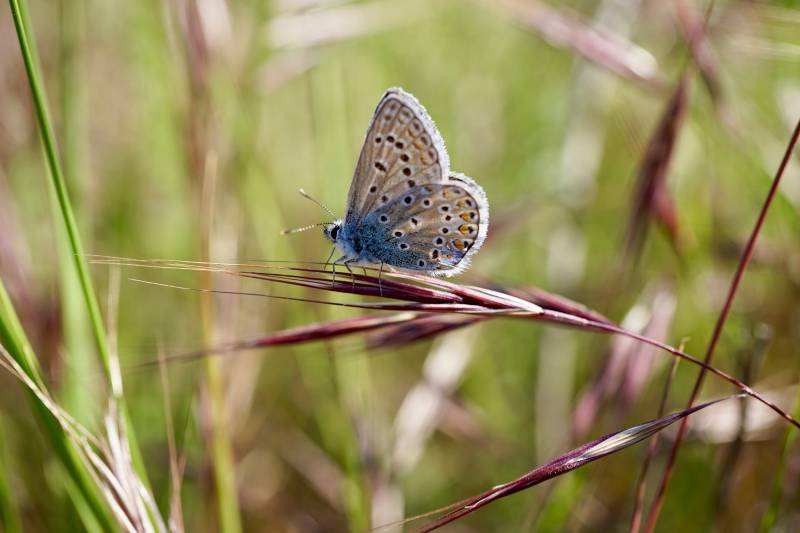 Natura als Comalats